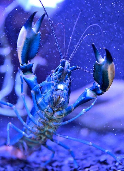 Raki Cherax do akwarium