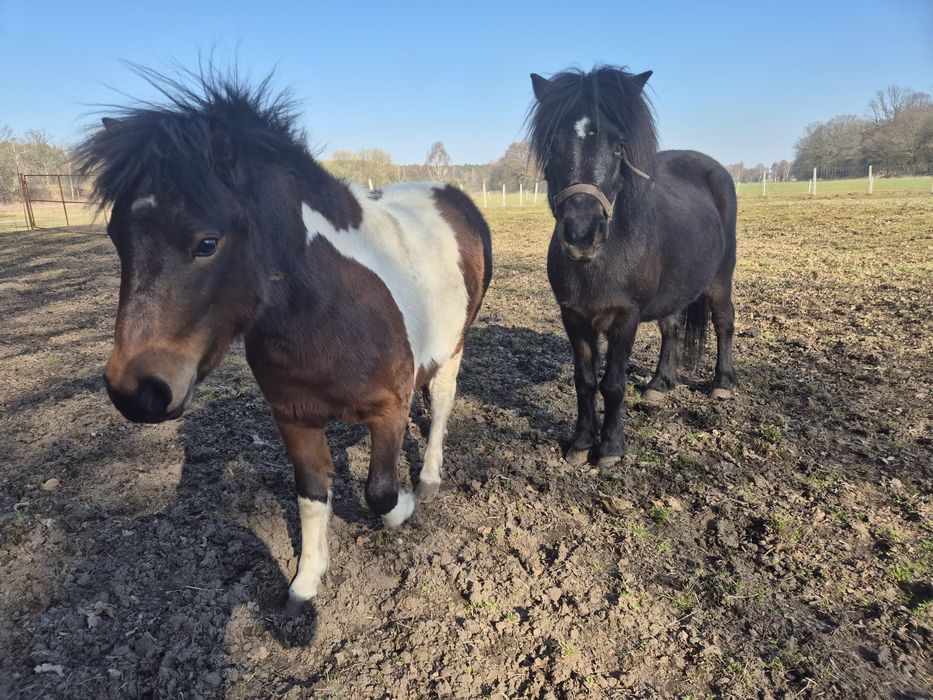 Kuc szetlandzki/ klacz