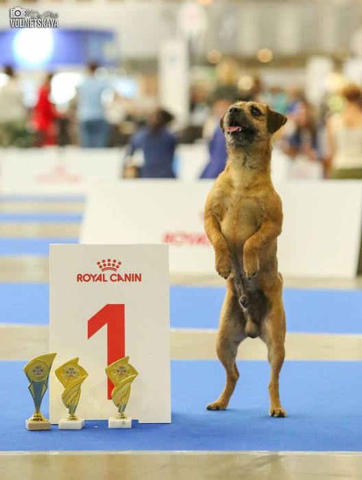 Border terrier Бордер тер'єр Бордер терьер