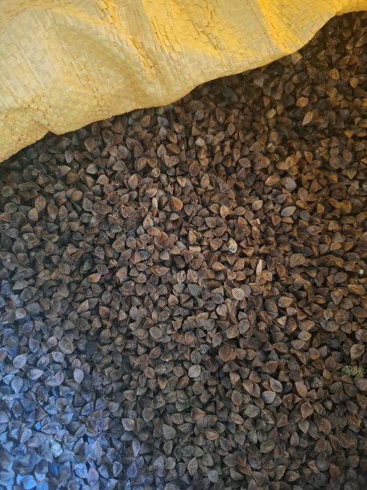 Gryka odmiana  Smuga