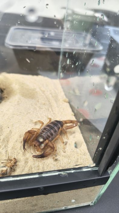 Skorpion z USA Import Piękny zdrowy okaz Smeringurus mesaensis