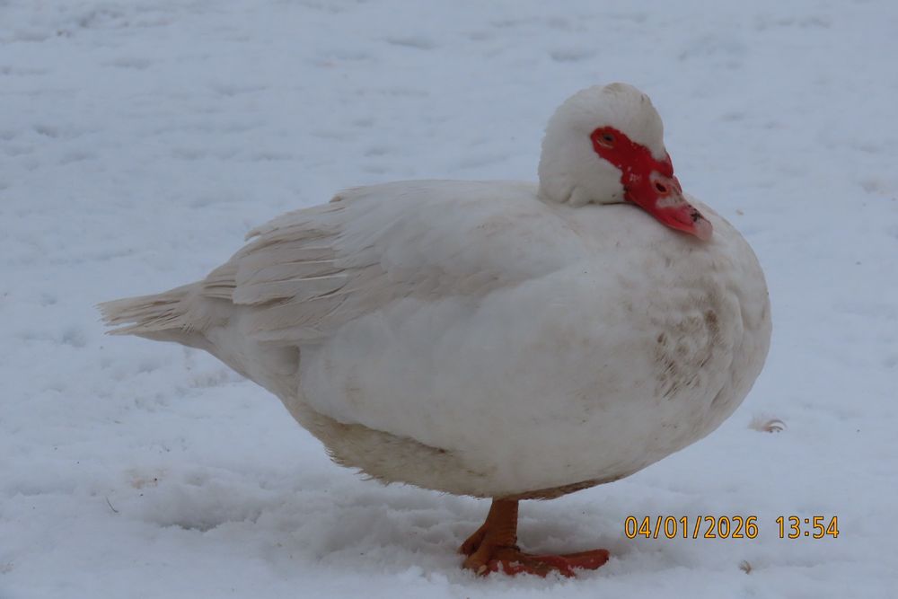 Мускусні качки німецької лінії