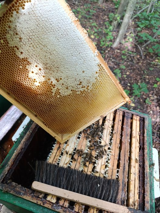 Miód lipowy z 2025, super smak:)