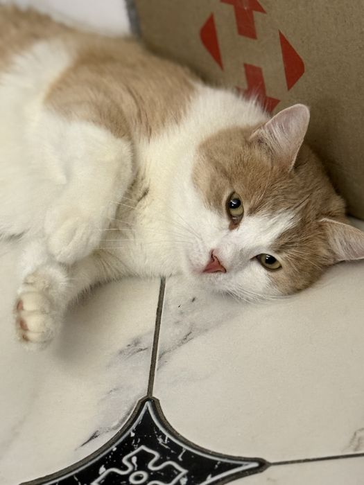 Люблячий котик шукає родину. Вік 2-3 роки , стерилізований