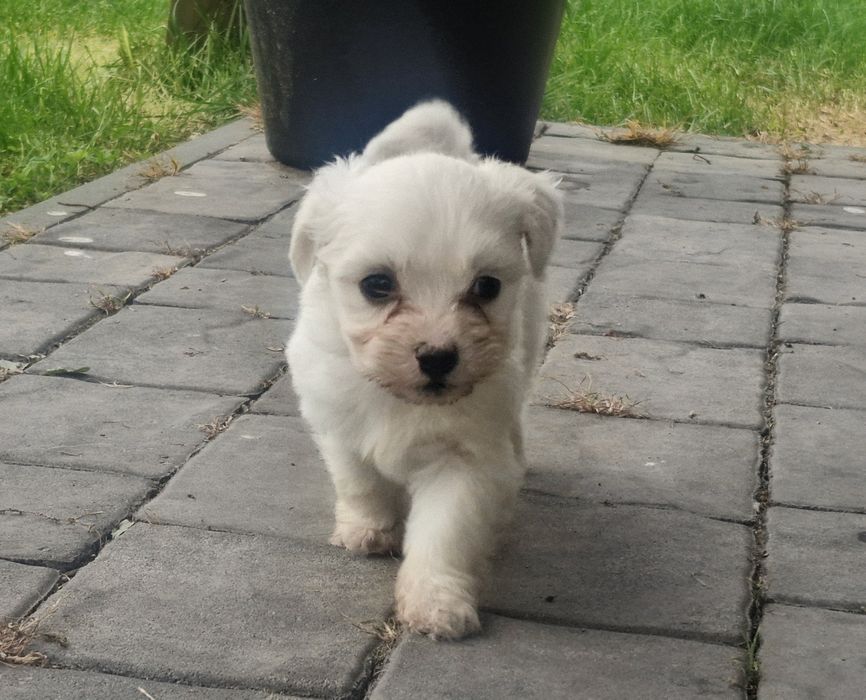 Szczeniak Maltańczyk gotowy do odbioru !