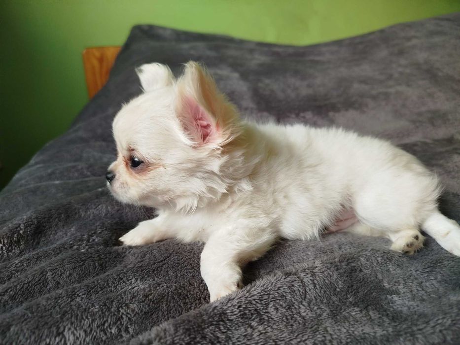 Chihuahua maleńki chłopczyk