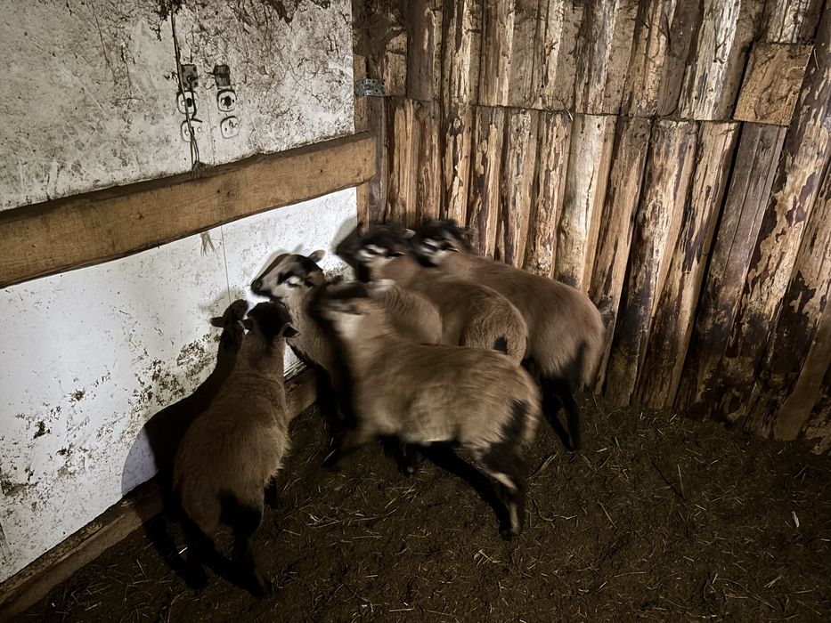 Sprzedam owce kamerunskie