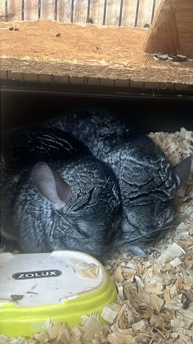 Oddam dwa szynszyle chłopczyki