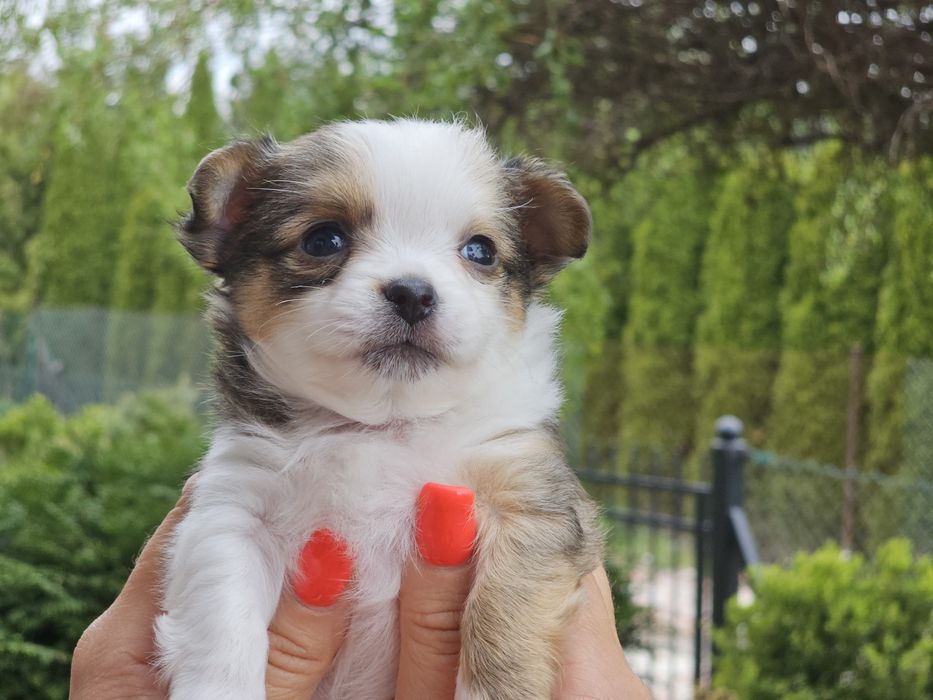 Chihuahua długowłosy chłopiec Lucyfer