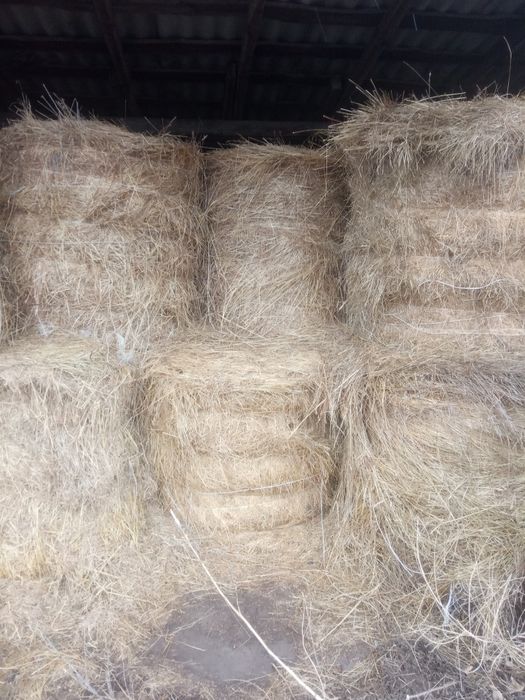 Продам сіно в рулонах