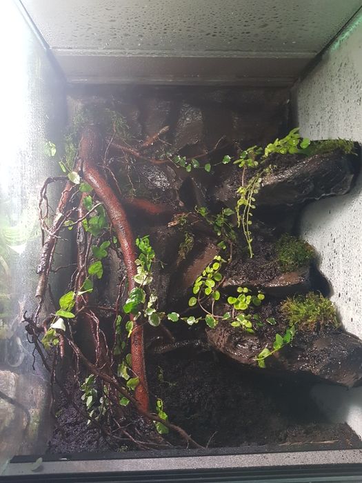 Terrarium dla gekona orzęsionego i innych