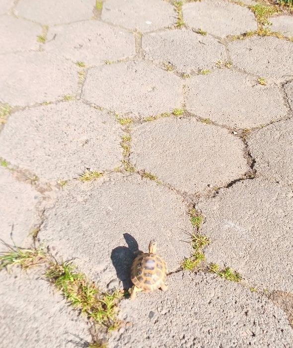 Poszukiwany żółw stepowy