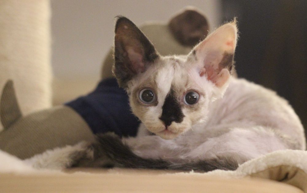 Uri - koteczka Devon Rex po Championie