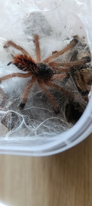 Ptaszniki Avicularia braunshauseni L5