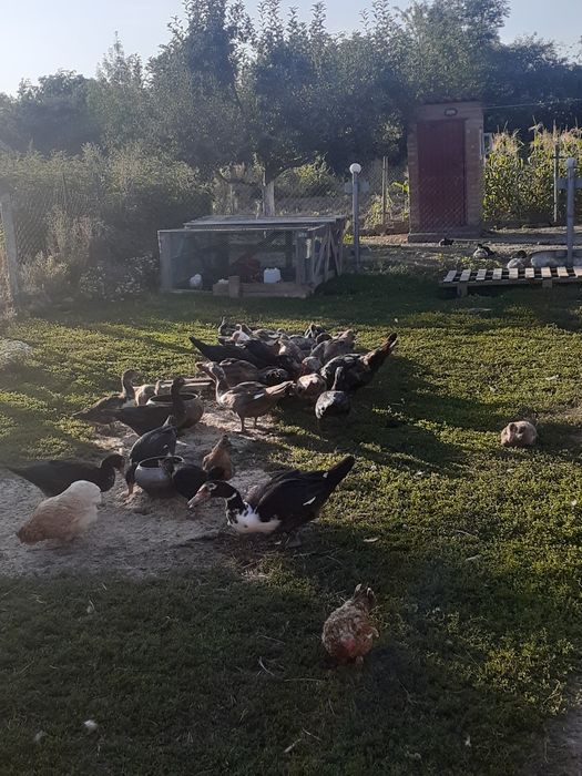 Продаються мускусні качки