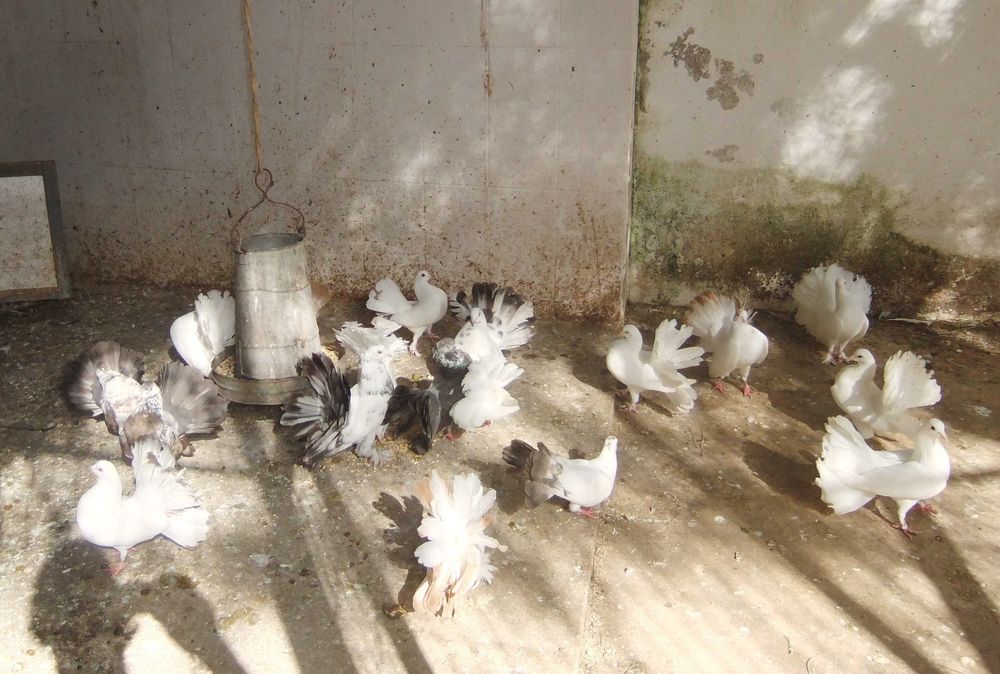 pombos de leque várias cores