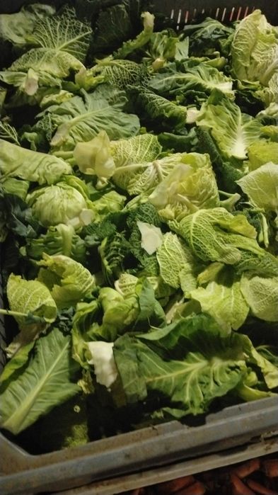 Folhas de couve para animais