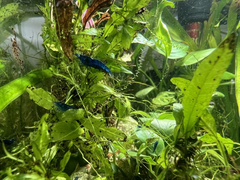 Camarões blue dream