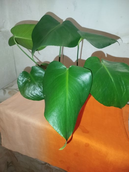 Planta Monstera Deliciosa (Costela-de-Adão) – 40 cm de Altura