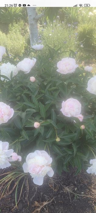 Продам саджанці півонії