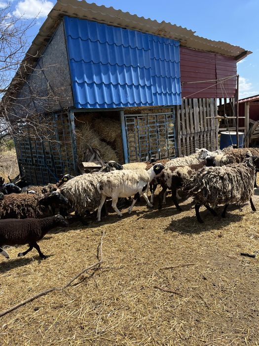 Бараны дорперы 75% живым весом