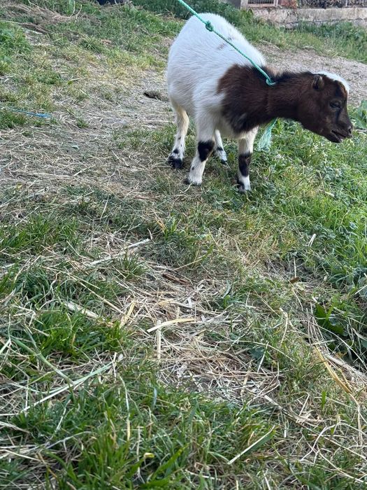 Vendo cabras micro anas sem orelhas