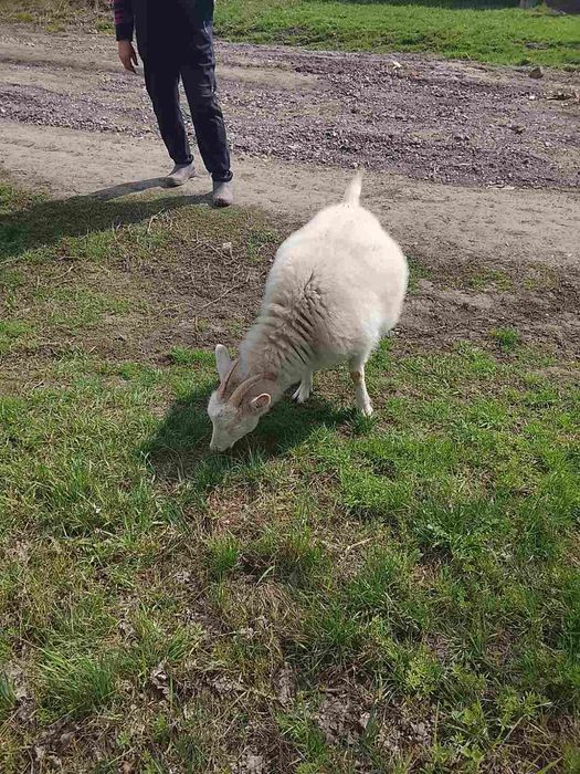 Козы зааненской породы