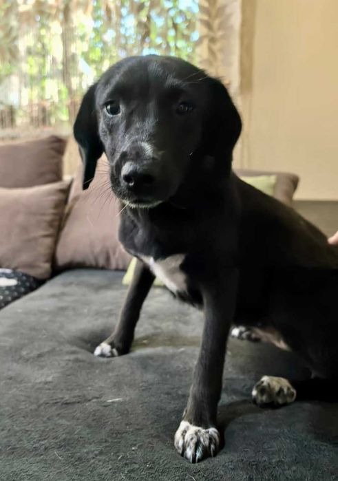 BALBINKA 11 kg  może mieszkać z KOTEM uratowana w Bułgarii