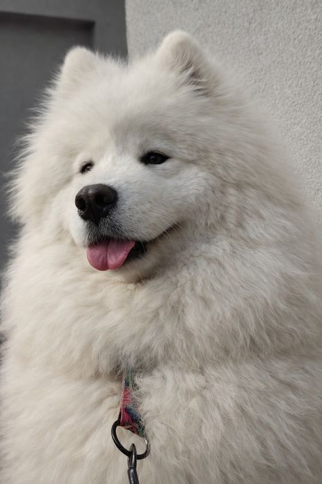 Samoyed FCI / Zkwp  ostatnia suczka