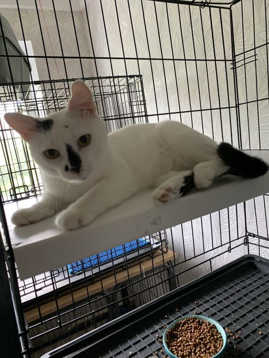 Передержка круглосуточно от 75 грн коти,собаки,гризуни