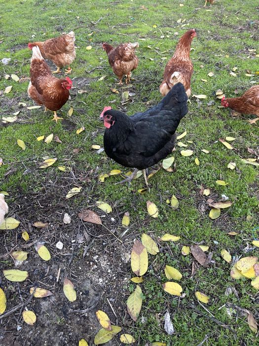 Galinha Jersey gigante