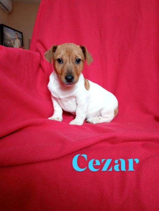 Szczenię pies Jack Russell terrier  małe i piękne