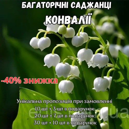 Конвалії (ландыши)