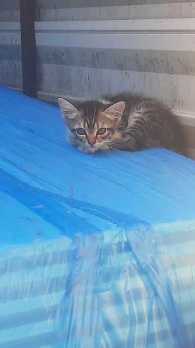 Кошенята ,котики