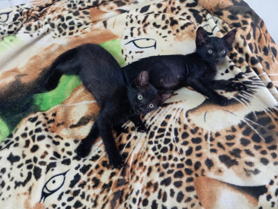 Irmãos Onix !!Gatinhos para adoção