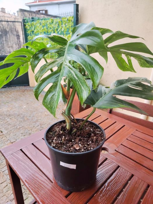 Monstera Variegata