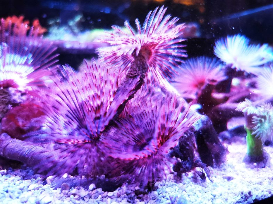 Rurówka Sabellastarte - różne odmiany, koralowce, akwarium morskie