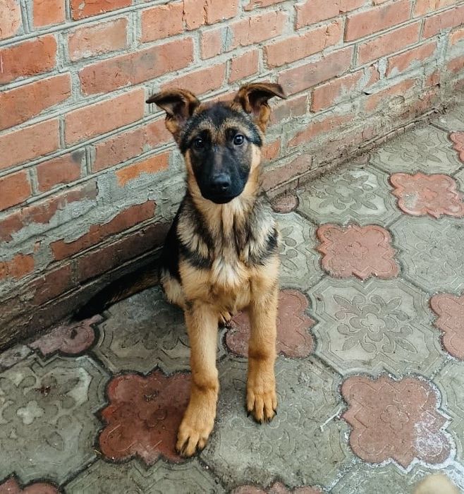 Щенки Немецкой Овчарки