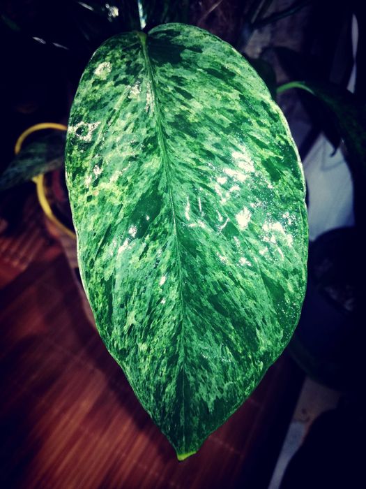 Epipremnum Pinnatum Baltic Blue Mint Variegata Monstera Philodendron