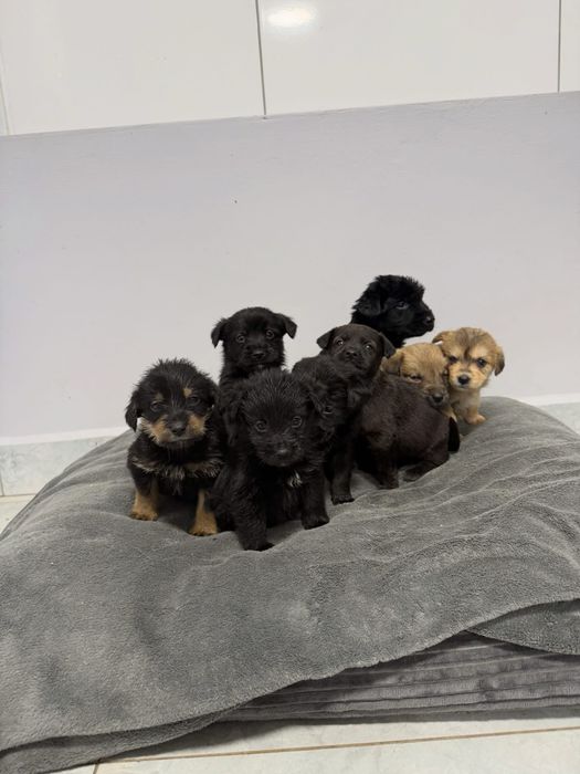Szczenieta do pilnej adopcji