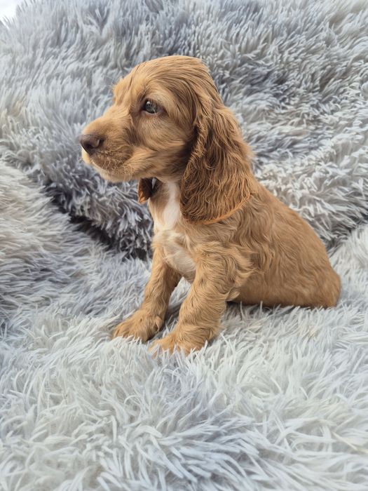 Cocker spaniel piesek 3