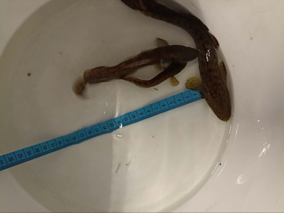 Węgorz orfa karp karaś amur koi