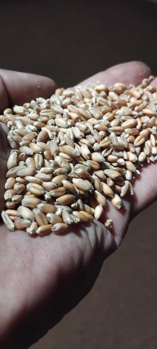 Продам пшеницю урожай 2026 року.
