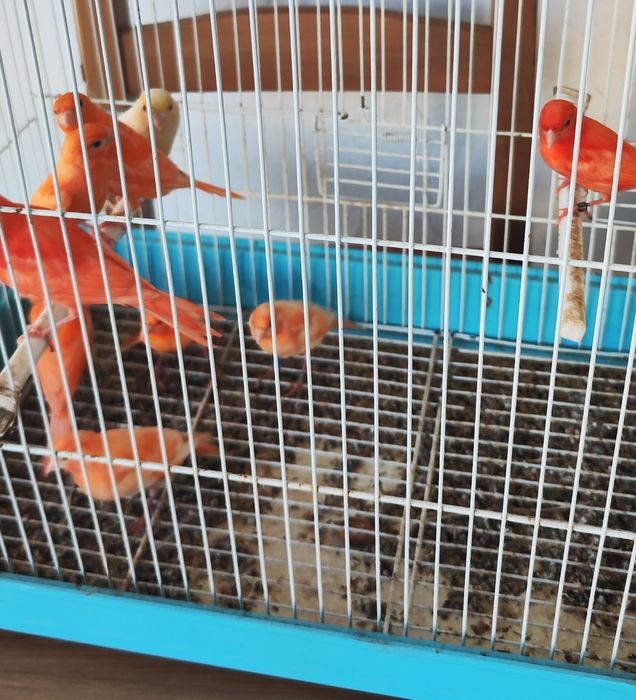 Canários vermelhos