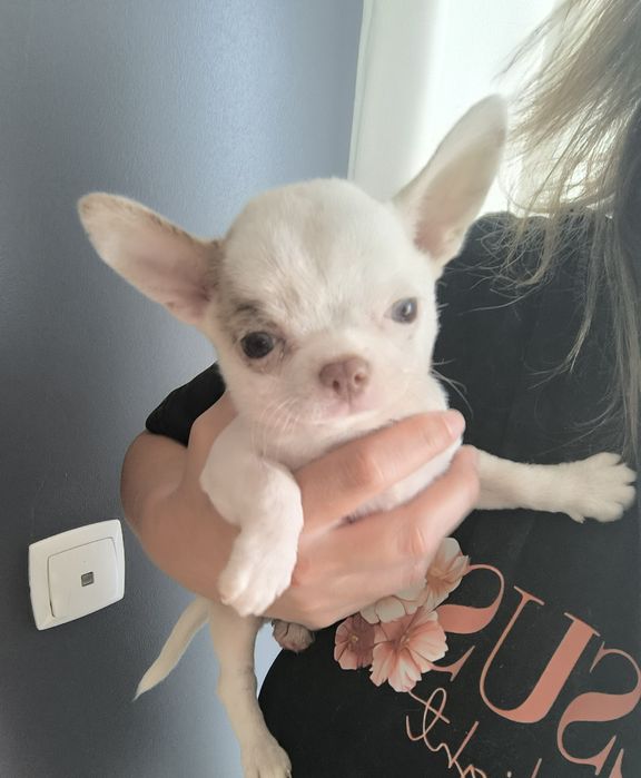 Chihuahua  Mini. Menino de olhos Verdes . Cabeça maçã perfeita!