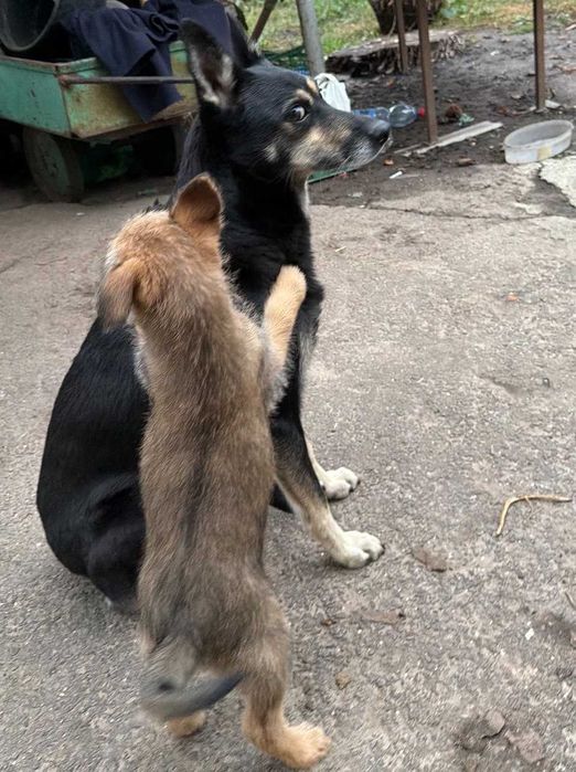 Цуценя у добрі руки.