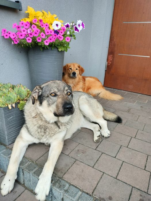 Rudy Bingo szuka domu