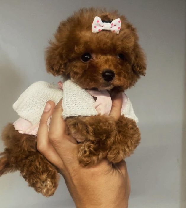 Дівчинка той пудель