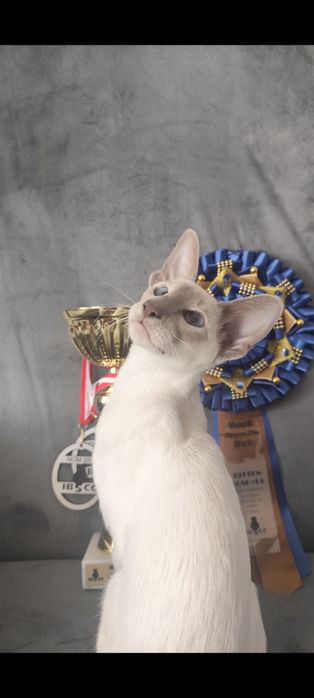 Kotka orientalna syjamska rodowód Fpl