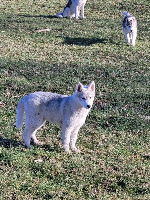 Szczeniak  suczka siberian husky zkwp